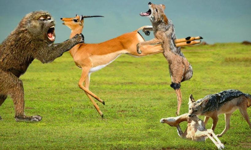 Animal Fights | Unbelievable Animals Fight | Animal Attacks | Animal Attacks in Africa