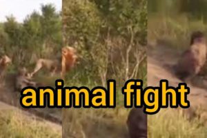 Animal Fights caught to the death