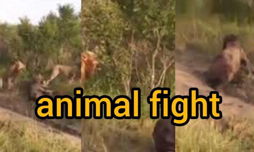 Animal Fights caught to the death