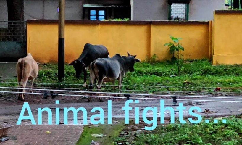 🐂🐄🐃Animal fights.... 🐂🐄🐃Must watch this amazing video.🐂🐄🐃
