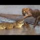 Animal fights status, tiger Vs Crocodile Fearless Ever #Shorts