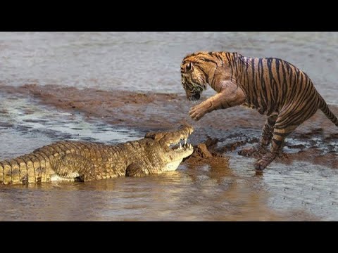 Animal fights status, tiger Vs Crocodile Fearless Ever #Shorts