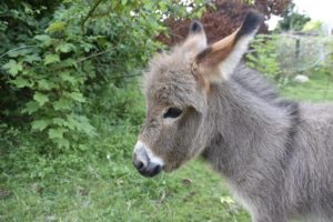 Animal rescues | Amazing Rescue of baby Donkey terrified with pain