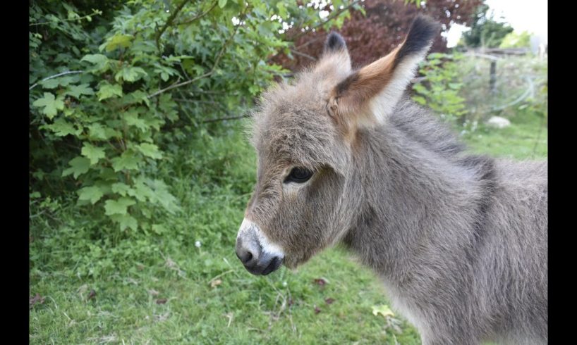 Animal rescues | Amazing Rescue of baby Donkey terrified with pain