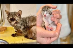 Animal rescues |Rescue of baby kittens trapped in exhaust duct rescued