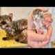 Animal rescues |Rescue of baby kittens trapped in exhaust duct rescued