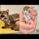 Animal rescues |Rescue of baby kittens trapped in exhaust duct rescued