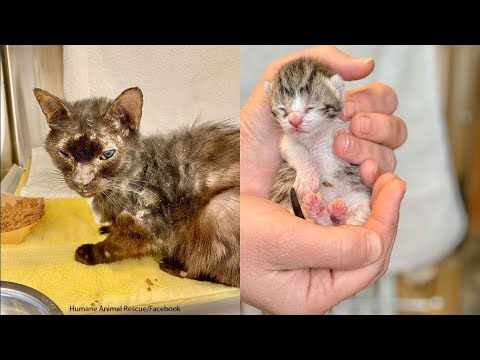 Animal rescues |Rescue of baby kittens trapped in exhaust duct rescued