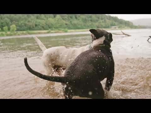 Animals Are SO Cute! Cute Dogs Playing Videos Compilation cute moment of the animals