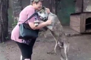 Animals Reunited With Owners AFTER YEARS!