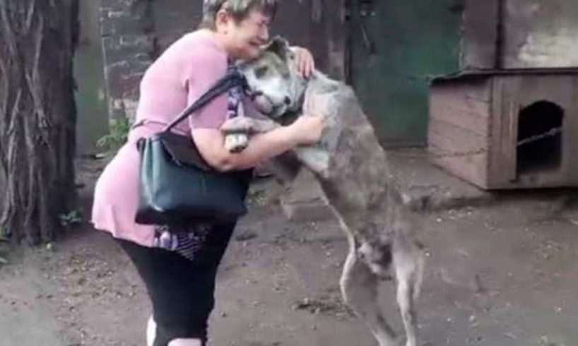 Animals Reunited With Owners AFTER YEARS!