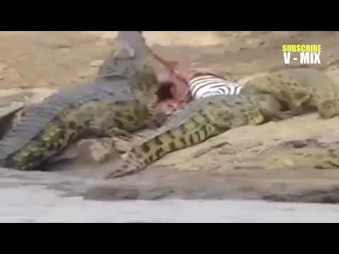 Animals Took Revenge On Humans | Wild Animal Fights Caught On Camera