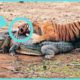 Animals Who Can Defeat Crocodiles|Wild Animal Fights