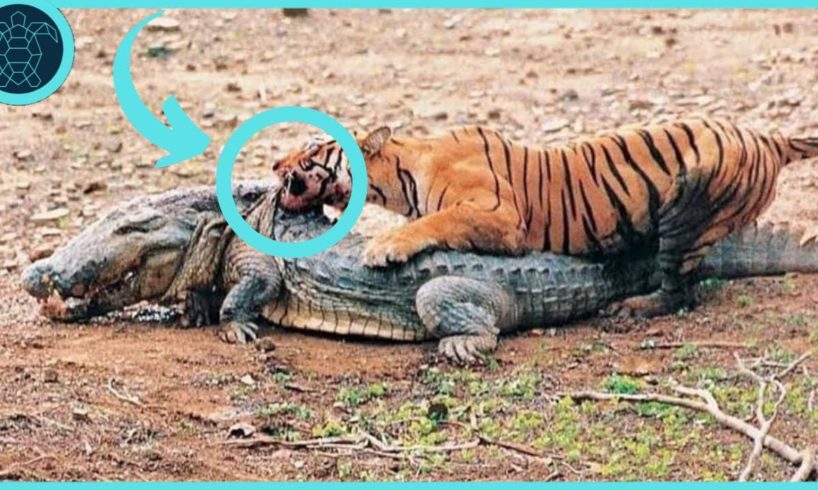Animals Who Can Defeat Crocodiles|Wild Animal Fights