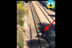 Animals video | Animal rescue videos | Animal lover #animalrescue #Shorts