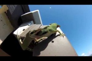 Anole Hood Fights in Hawaii