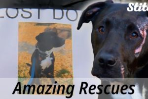 Astonishing Animal Rescues | Heroic Rescues of Animals in Peril