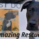 Astonishing Animal Rescues | Heroic Rescues of Animals in Peril