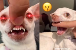 😲 Aww! The Funniest and Cutest Dogs Ever #25 | ChihuahuaTV