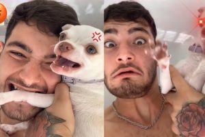 😲 Aww! The Funniest and Cutest Dogs Ever #26 | ChihuahuaTV