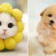 Baby Animals 🔴 Funny Cats and Dogs Videos Compilation (2021) Perros y Gatos Recopilación #17