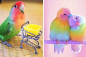 Baby Animals 🔴 Funny Parrots and Cute Birds Compilation (2021) Loros Adorables Recopilación #40