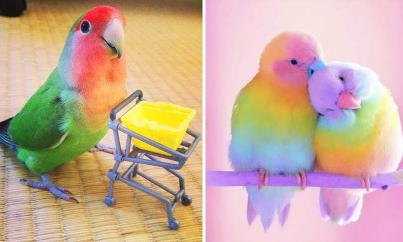 Baby Animals 🔴 Funny Parrots and Cute Birds Compilation (2021) Loros Adorables Recopilación #40