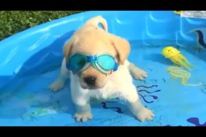 Baby Animals 馃敶 Funny and Cute Cats and Dogs Videos Compilation (2019) Perros y Gatos Recopilaci贸n