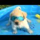 Baby Animals 🔴 Funny and Cute Cats and Dogs Videos Compilation (2019) Perros y Gatos Recopilación