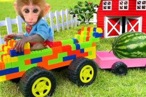 Baby Monkey Bon Bon Broken Truck While Harvesting Fruit and Get Helped By Puppy