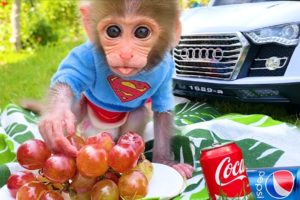 Baby monkey Bon Bon and puppy go to a picnic to eat lunch