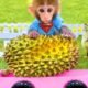 Baby monkey Bon Bon harvests durians and plays with farm animals