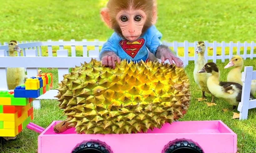 Baby monkey Bon Bon harvests durians and plays with farm animals
