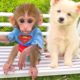 Baby monkey Bon Bon plays swing with puppy and swims with rainbow balloons