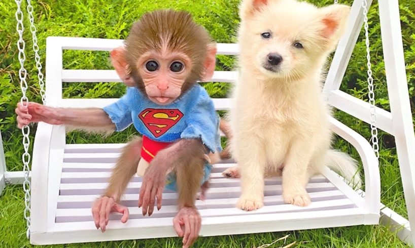 Baby monkey Bon Bon plays swing with puppy and swims with rainbow balloons