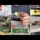Baby squirrel Rescue / animal rescue | wildlife rehab #shorts
