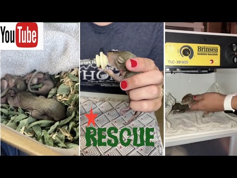 Baby squirrel Rescue / animal rescue | wildlife rehab #shorts