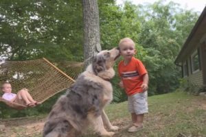 Baby's Best Friend Family Dog Rescues 8 Month Old Child From Venomous Snake Attack