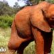 Bebé elefante huérfano obtiene una gran familia nueva | El Dodo