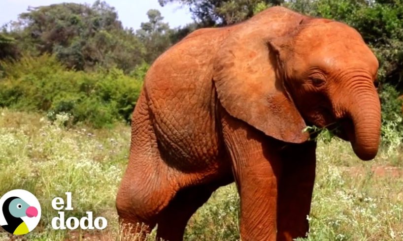 Bebé elefante huérfano obtiene una gran familia nueva | El Dodo