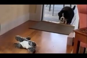 Bernese puppy stalks and pounces on stuffed animals