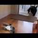Bernese puppy stalks and pounces on stuffed animals