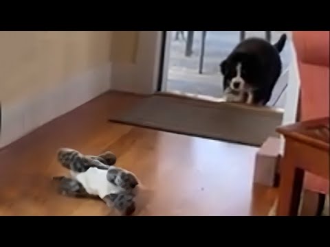 Bernese puppy stalks and pounces on stuffed animals