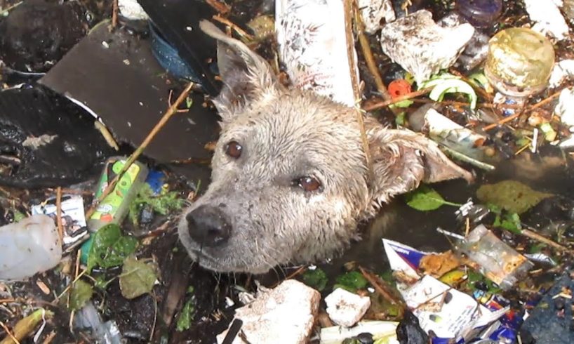 Best Animal Rescues  |  Human That Saved Animals  Lives | Real Life Heroes