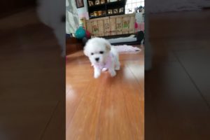 Best Cute Puppies Doing Funny Things|Cutest Puppies 2021#515.