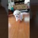 Best Cute Puppies Doing Funny Things|Cutest Puppies 2021#515.