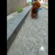 Best Cute Puppies Doing Funny Things|Cutest Puppies 2021#528.