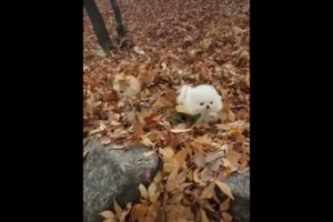 Best Cute Puppies Doing Funny Things|Cutest Puppies 2021#548.
