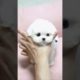 Best Cute Puppies Doing Funny Things|Cutest Puppies 2021#558.