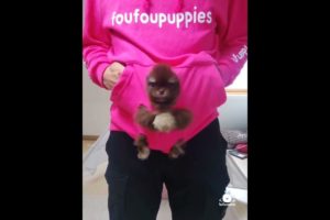 Best Cute Puppies Doing Funny Things|Cutest Puppies 2021#559.